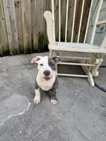 Junior , a male American Pit Bull Terrier for sale in Fort Lauderdale, FL – Photo 2 of 4