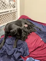 Sam, a male Labrador Retriever for sale in Reidsville, GA – 1 of 1