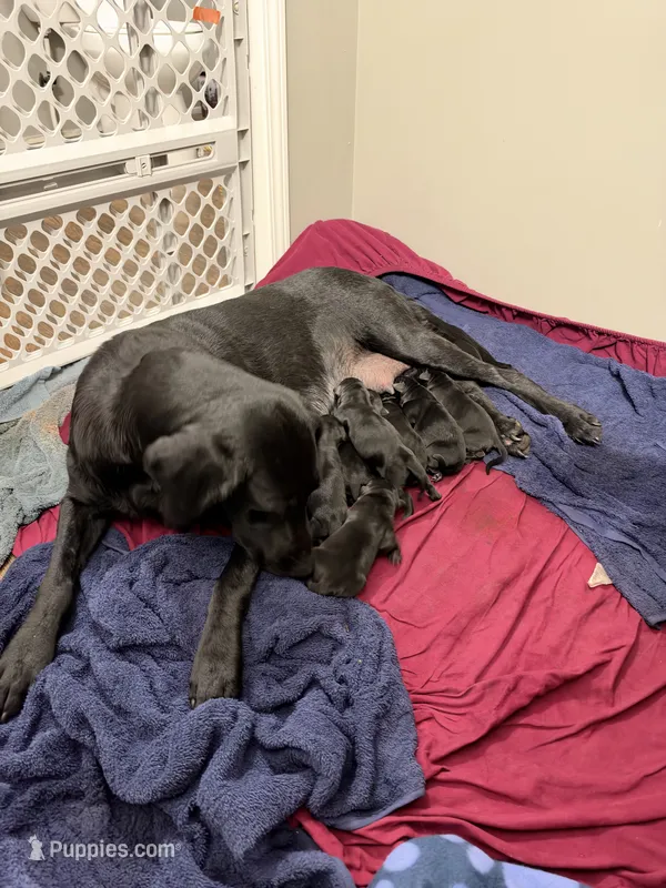 Buck – Labrador Retriever puppy for sale in Reidsville, GA