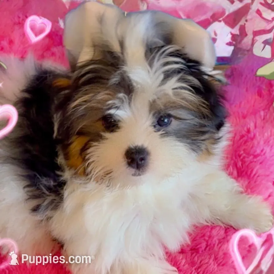 Elsie , a female Biewer for sale in Dallas, TX – Photo 2 of 3