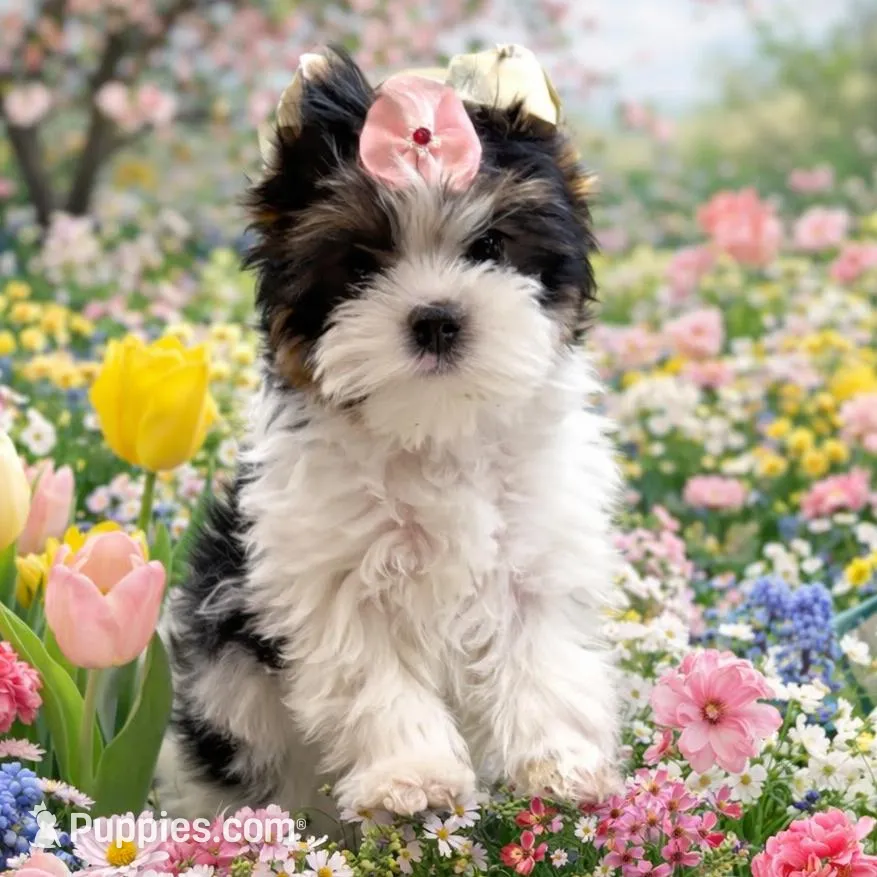 Elsie  – Biewer puppy for sale in Dallas, TX