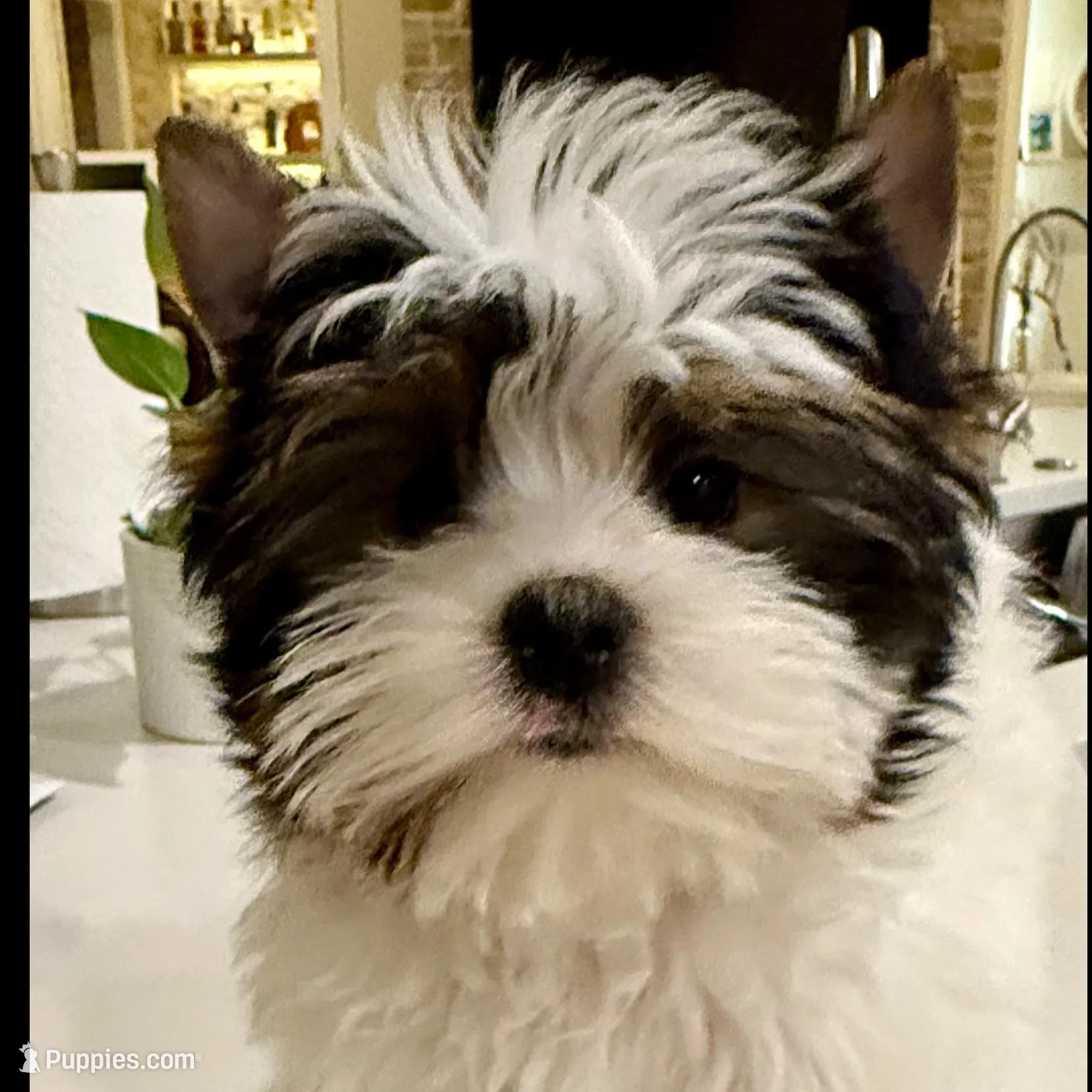 Elsie , a female Biewer for sale in Dallas, TX – Photo 3 of 3