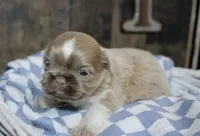 Wisteria , a female Shih Tzu for sale in Winchester, KY – 3 of 4