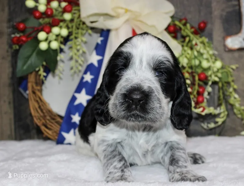 Magnum  – English Springer Spaniel puppy for sale in Winchester, KY
