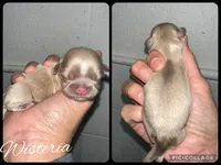 Wisteria , a female Shih Tzu for sale in Winchester, KY – 1 of 1