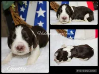 Gentry, a male English Springer Spaniel for sale in Winchester, KY – 1 of 1