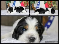 Homer, a male English Springer Spaniel for sale in Winchester, KY – 1 of 1