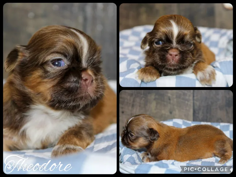 Theodore  – Shih Tzu puppy for sale in Winchester, KY