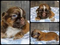 Theodore , a male Shih Tzu for sale in Winchester, KY – 1 of 1