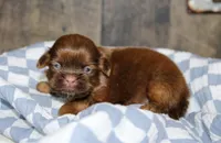 Owen, a male Shih Tzu for sale in Winchester, KY – 3 of 5