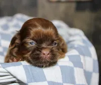 Owen, a male Shih Tzu for sale in Winchester, KY – 4 of 5
