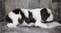 Houdini , a male English Springer Spaniel for sale in Winchester, KY – 3 of 4