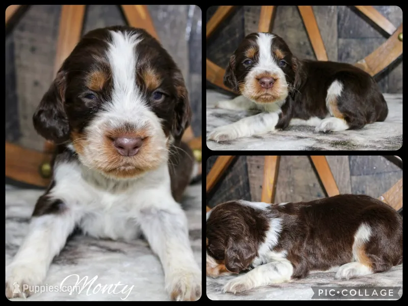 Monty – English Springer Spaniel puppy for sale in Winchester, KY