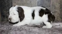 Houdini , a male English Springer Spaniel for sale in Winchester, KY – 2 of 4