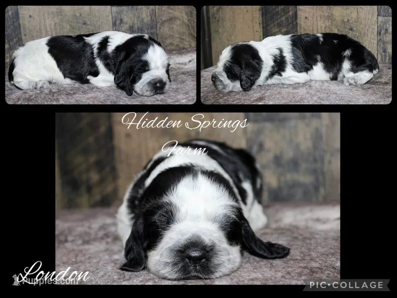 London  – English Springer Spaniel puppy for sale in Winchester, KY
