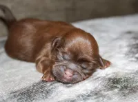 Owen, a male Shih Tzu for sale in Winchester, KY – 2 of 5