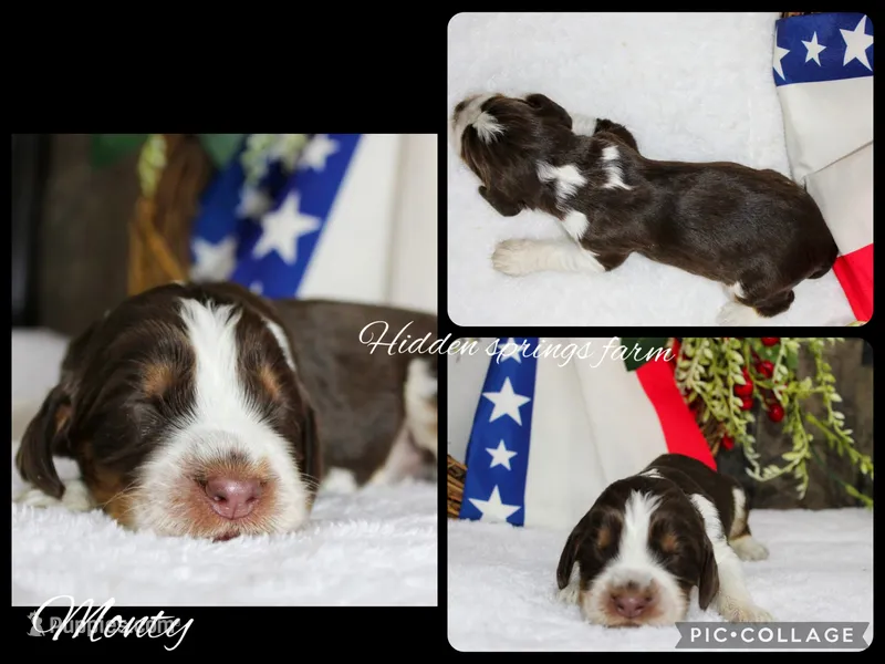 Monty – English Springer Spaniel puppy for sale in Winchester, KY