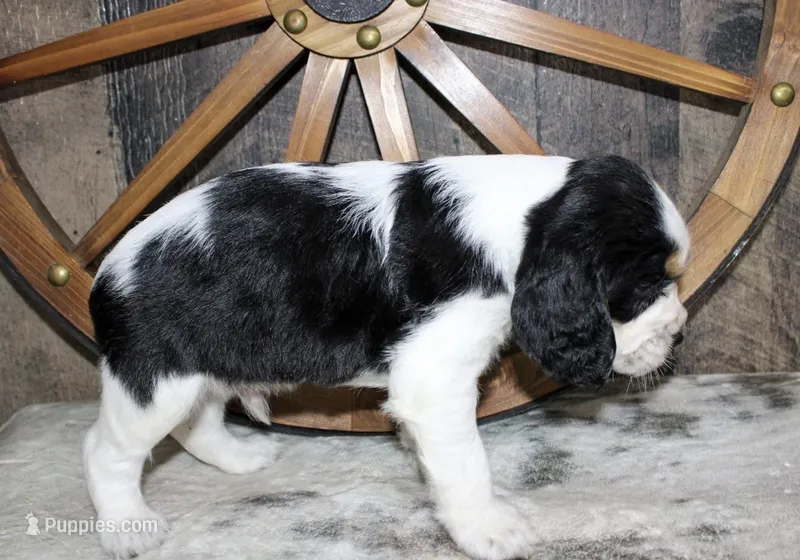 Chester  – English Springer Spaniel puppy for sale in Winchester, KY