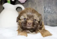 Bowie , a male Shih Tzu for sale in Winchester, KY – 2 of 5