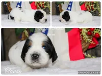 Tansy, a female English Springer Spaniel for sale in Winchester, KY – 1 of 1