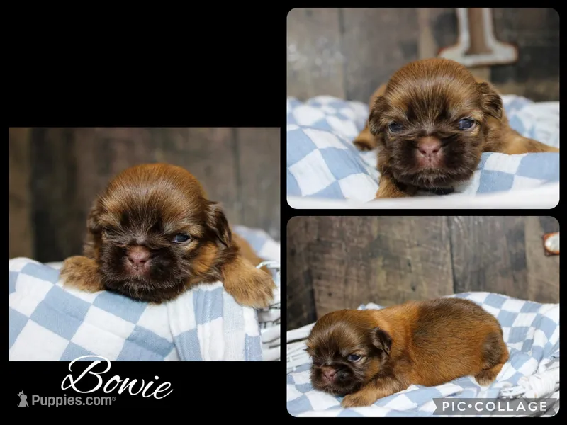 Bowie  – Shih Tzu puppy for sale in Winchester, KY