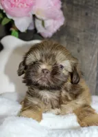 Bowie , a male Shih Tzu for sale in Winchester, KY – 5 of 5