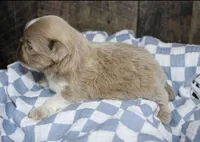 Wisteria , a female Shih Tzu for sale in Winchester, KY – 2 of 4