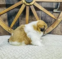 Winston, a male Shih Tzu for sale in Winchester, KY – Photo 2 of 5