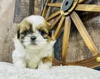 Winston, a male Shih Tzu for sale in Winchester, KY – Photo 4 of 5