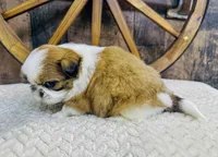 Winston, a male Shih Tzu for sale in Winchester, KY – Photo 5 of 5