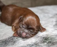 Owen, a male Shih Tzu for sale in Winchester, KY – 3 of 5
