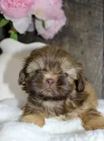 Bowie , a male Shih Tzu for sale in Winchester, KY – 4 of 5