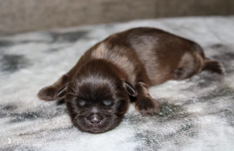 Bramble – Shih Tzu puppy for sale in Winchester, KY