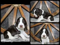 Gentry, a male English Springer Spaniel for sale in Winchester, KY – 1 of 1