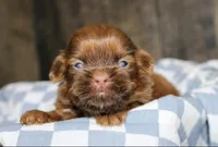 Owen, a male Shih Tzu for sale in Winchester, KY – 5 of 5