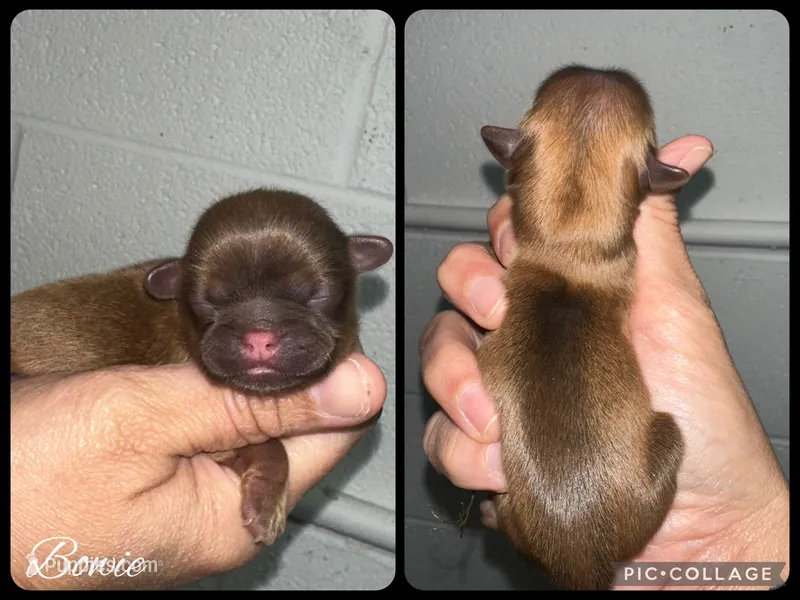Bowie  – Shih Tzu puppy for sale in Winchester, KY