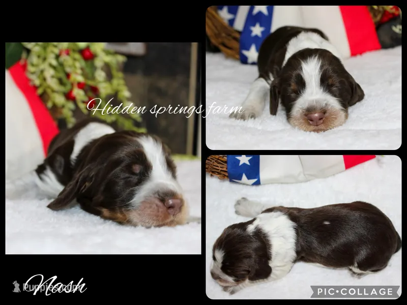 Nash – English Springer Spaniel puppy for sale in Winchester, KY