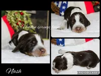 Nash, a male English Springer Spaniel for sale in Winchester, KY – 1 of 1