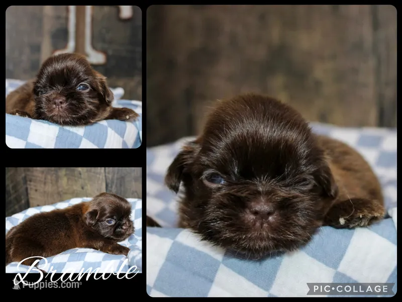 Bramble – Shih Tzu puppy for sale in Winchester, KY