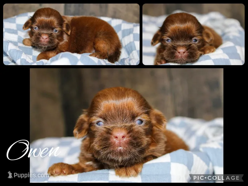 Owen – Shih Tzu puppy for sale in Winchester, KY
