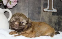 Bowie , a male Shih Tzu for sale in Winchester, KY – 3 of 5