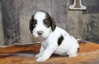 processed/defbb230-22e4-4ee4-bd50-02ab9109d004/listing/86056b53-db68-4c44-8db7-11d136a79b1f/982129f5-a817-4aba-8e99-969154631b5e