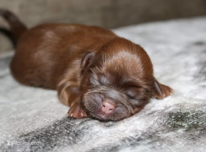 Owen – Shih Tzu puppy for sale in Winchester, KY