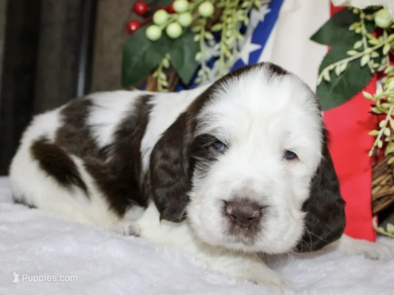 Houdini  – English Springer Spaniel puppy for sale in Winchester, KY