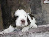 Houdini , a male English Springer Spaniel for sale in Winchester, KY – 4 of 4
