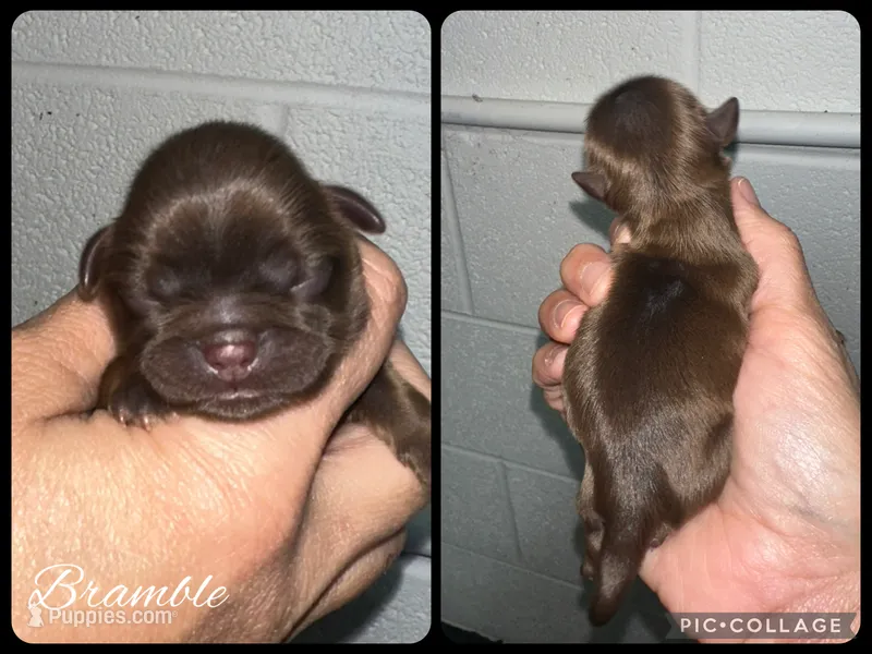 Bramble – Shih Tzu puppy for sale in Winchester, KY