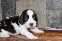 processed/defbb230-22e4-4ee4-bd50-02ab9109d004/listing/a4933b13-a1f1-4256-a4b5-d382aa135e17/08884cc4-8c8b-4b4a-94f7-925d2148178d