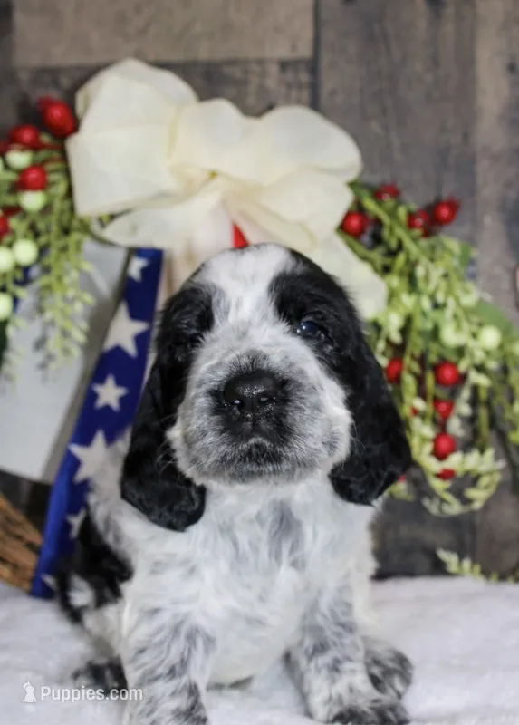 London  – English Springer Spaniel puppy for sale in Winchester, KY