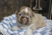 Wisteria , a female Shih Tzu for sale in Winchester, KY – 4 of 4