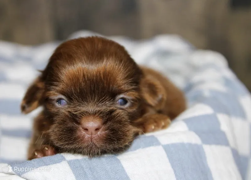 Owen – Shih Tzu puppy for sale in Winchester, KY